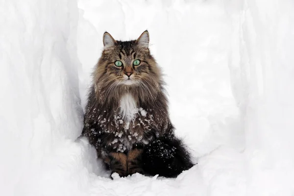 Μια Όμορφη Νορβηγική Γάτα Δάσος Χειμώνα Στο Χιόνι Εικόνα Αρχείου