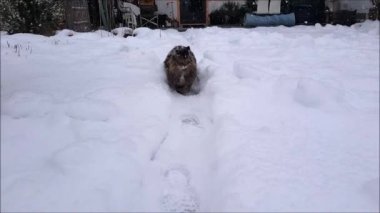 Norveç Ormanı Kedisi 'nin şiddetli kar yağışı altında bahçede yürüdüğü görüntüler.