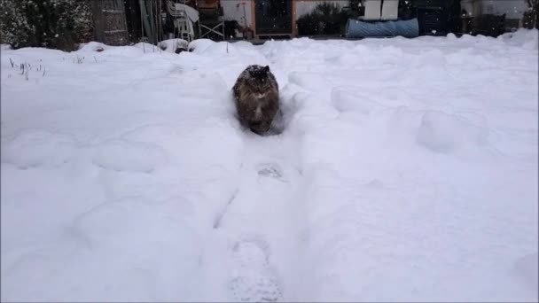 Video Norwegian Forest Cat Caminando Por Jardín Fuertes Nevadas — Vídeos de Stock