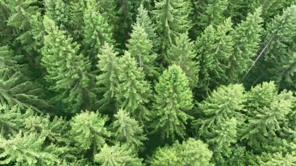 Drohnenvideo Von Grünem Wald Mit Fichten — Stockvideo