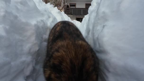 Vídeo Engraçado Gato Correndo Pela Neve Cheirando Câmera — Vídeo de Stock