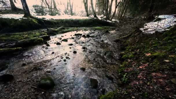 Videó Egy Sötét Elvarázsolt Patakról Egy Téli Erdőben — Stock videók