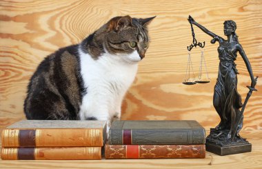 Justitia figürlü ve kitaplı bir kedi. Hayvanlar için adalet