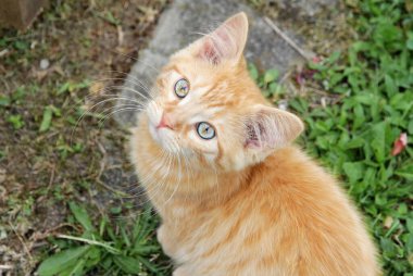 Mavi gözlü meraklı küçük kırmızı bir kedi