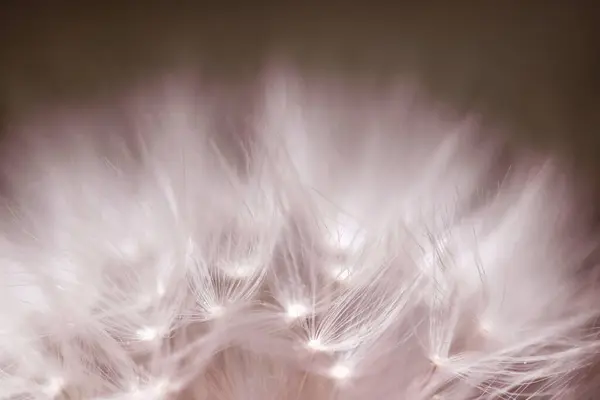 Close-up of a dandelion, a faded dandelion in purple and pink