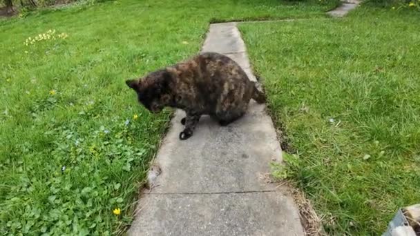 Βίντεο Από Μια Γάτα Tortoiseshell Παίζει Ένα Παγιδευμένο Ποντίκι — Αρχείο Βίντεο