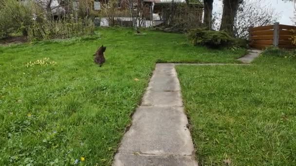 Video Dari Seekor Kucing Cangkang Penyu Yang Sedang Bermain Dengan — Stok Video