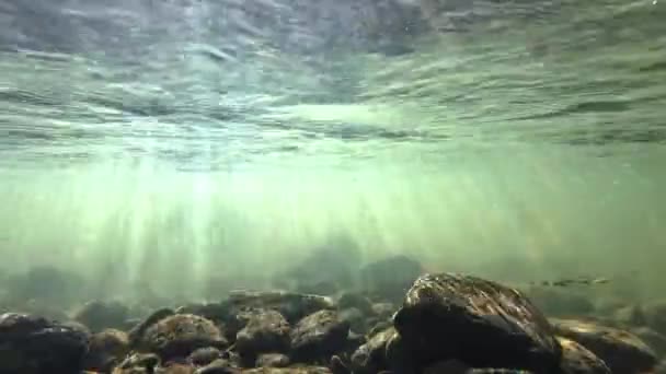 Vídeo Submarino Arroyo Con Piedras Rayos Sol Agua Corriente — Vídeos de Stock