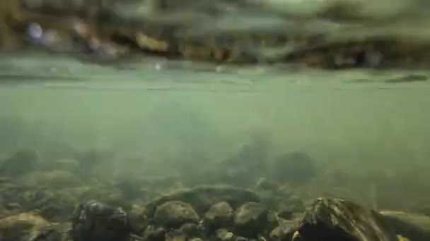 Unterwasservideo Eines Baches Mit Steinen Und Sonnenstrahlen Fließenden Wasser — Stockvideo