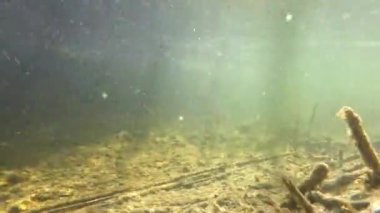 Balıklı bir akarsuyun sualtı videosu ve akan suyla güneş ışınları.