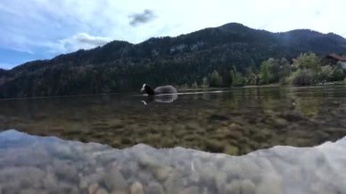 Bavyera 'daki bir gölde su altında çekilen bir ördek videosu.