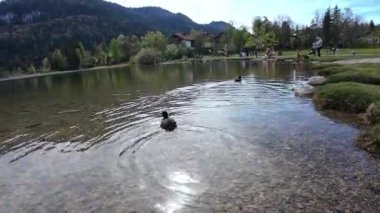 Bavyera 'daki bir gölde su altında çekilen bir ördek videosu.