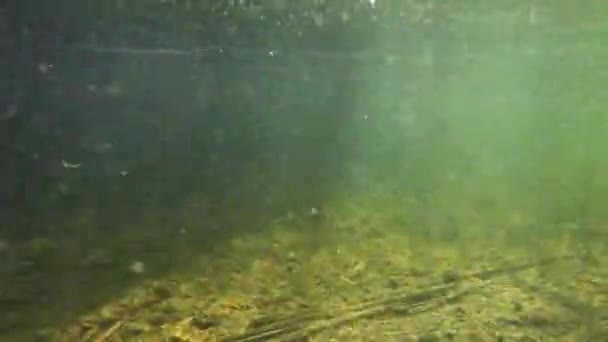 Onderwatervideo Van Een Beek Met Vissen Zonnestralen Met Stromend Water — Stockvideo