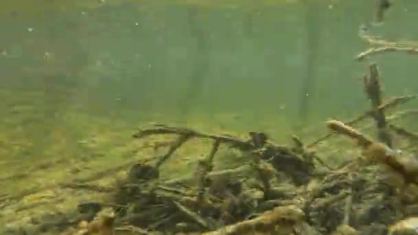 流れる水と枝の藻類が付いている流れの上および下のビデオ — ストック動画