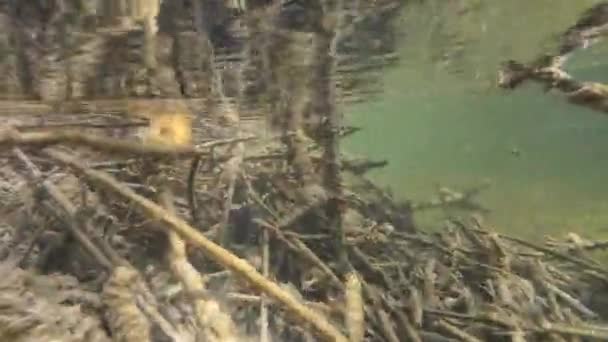 Ovanför Och Vattnet Video Från Botten Flod Med Bäver Lodge — Stockvideo