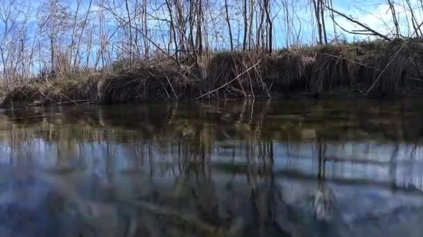 Vídeo Subaquático Riacho Com Peixes Raios Sol Com Água Corrente — Vídeo de Stock