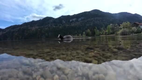 Acima Debaixo Água Vídeo Galo Lago Baviera — Vídeo de Stock