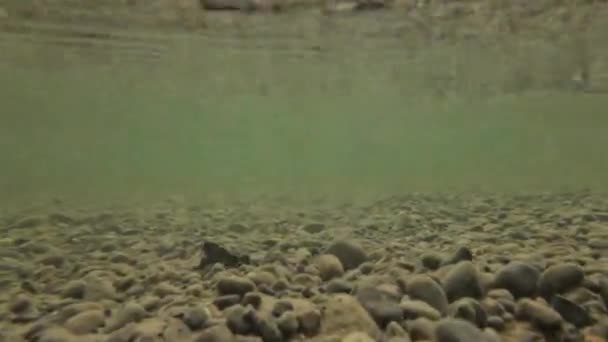 Над Водой Водой Видео Детёныша Озере Баварии — стоковое видео