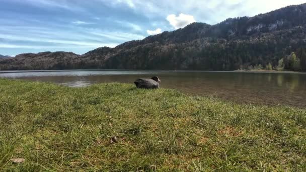 Video Coot Meadow Front Weissensee Allgaeu — Wideo stockowe
