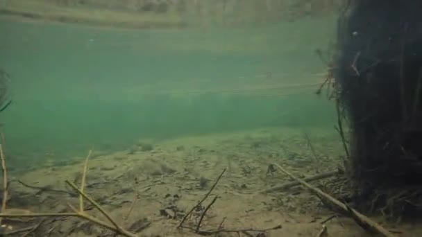 Allgaeu地域のワイセンス湖の植物と水ユリの上および水中ビデオ — ストック動画