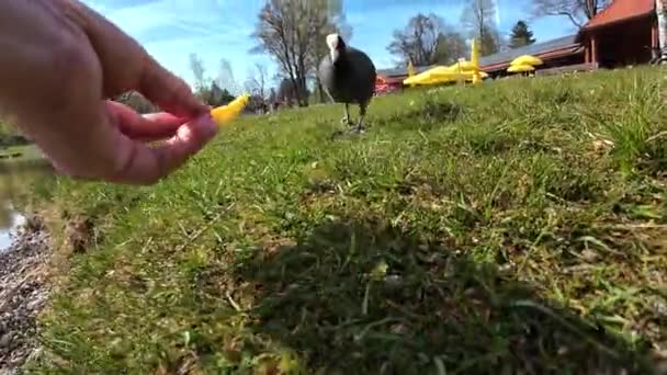 Funny Video Coot Stealing French Fry Being Chased Another Coot — Stock Video