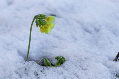 Karda inek dalışı. Baharda kar yağışlı soğuk hava