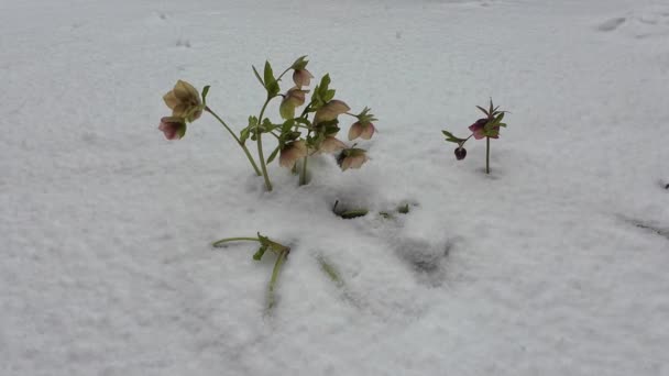Video Sněhovými Růžemi Chladného Počasí Sněhem Jaře — Stock video