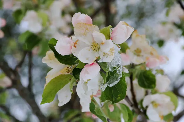 Appelbloesems Met Sneeuwvlokken Ijspegels Koud Weer Het Voorjaar Zorgt Ervoor Stockfoto
