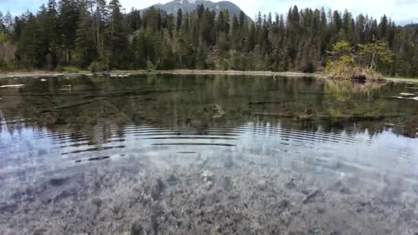 水中および不気味な腐った木のトランクが付いている偽の湖の水ビデオ — ストック動画
