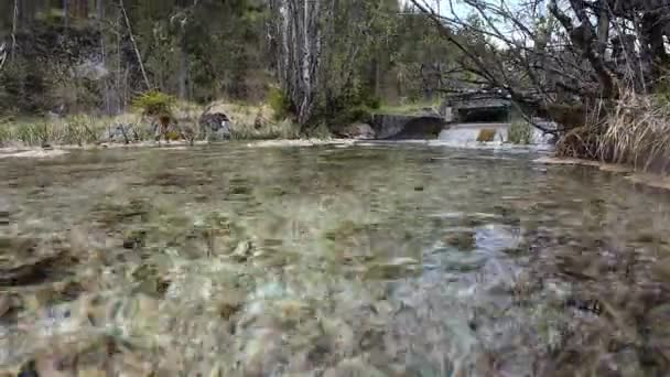 Підводне Надводне Відео Річки Рослинами Рухаються Поточній — стокове відео
