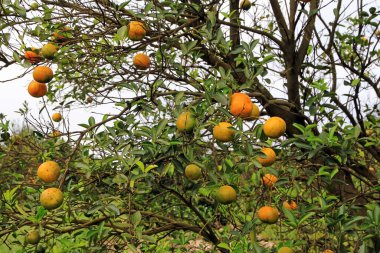 Ripe and unripe oranges on a tree in Florida clipart