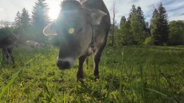 Bavyera 'daki bir çayırdaki meraklı ineklerin komik videosu