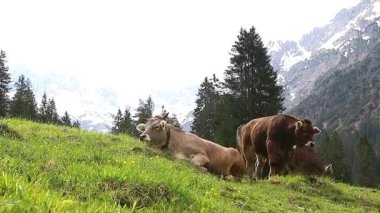 Avusturya dağlarında çanları ve boynuzları olan genç kahverengi İsviçre sığırlarının videosu.