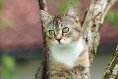 Küçük şirin bir kedi ağaçta oturuyor.