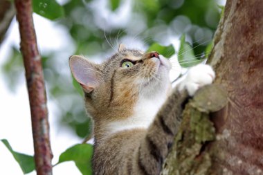 Küçük bir kedi ağaçta oynar ve tırmanır.