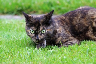 Bir kaplumbağa kabuğu kedi bir fare yakaladı ve onu yiyor.