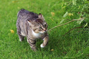 Yüzünde komik bir ifadeyle bahçede koşan küçük bir kedi.
