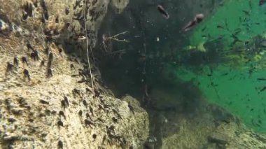 Göldeki birçok kurbağa yavrusunun sualtı videosu. 