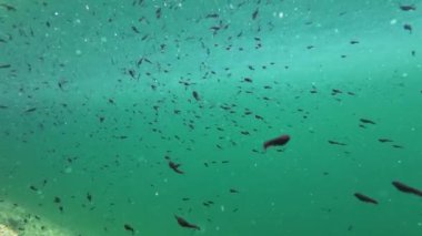 Göldeki birçok kurbağa yavrusunun sualtı videosu. 