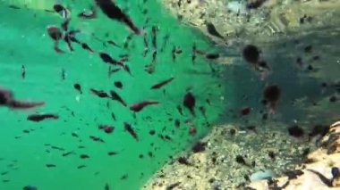 Göldeki birçok kurbağa yavrusunun sualtı videosu. 