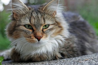 Çok tatlı, uzun saçlı bir kedinin yüzü.