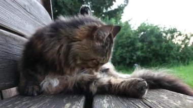 Kürkünü temizleyen Norveç Ormanı Kedisinin videosu