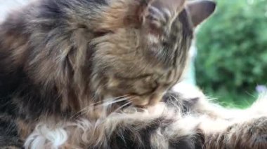 Kürkünü temizleyen Norveç Ormanı Kedisinin videosu