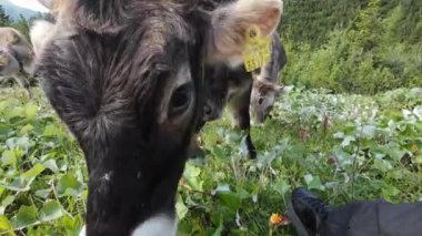 Avusturya dağlarında boynuzları ve çanları olan genç ineklerin videosu