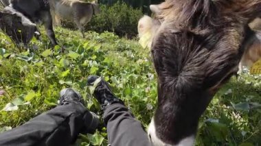 Avusturya dağlarında boynuzları ve çanları olan genç ineklerin videosu