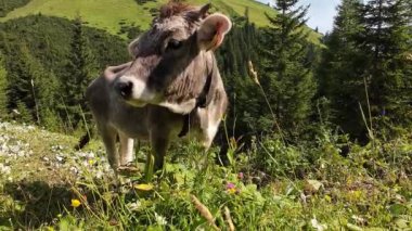 Avusturya dağlarında boynuzları ve çanları olan genç ineklerin videosu