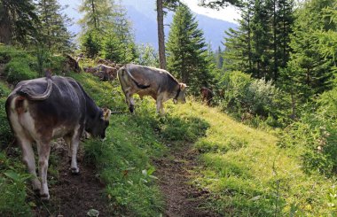 Avusturya dağlarında boynuzları ve çanları olan genç inekler