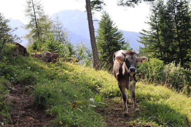 Avusturya dağlarında boynuzları ve çanları olan genç inekler