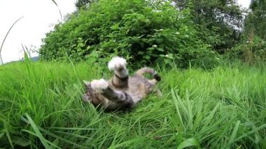 Küçük bir kedinin çimenlerde oynadığı komik bir video.