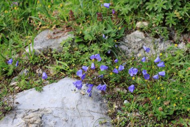 Hardy purple bellflowers in the mountains of Austria clipart